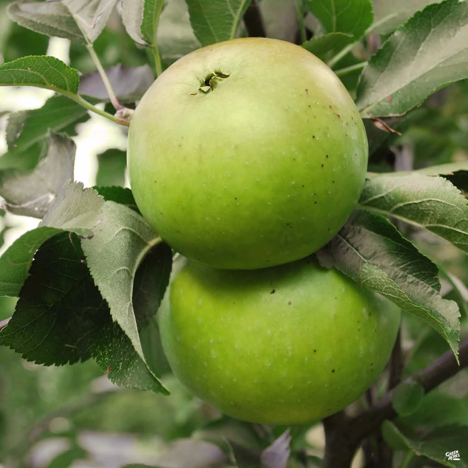 Apple 'Granny Smith'