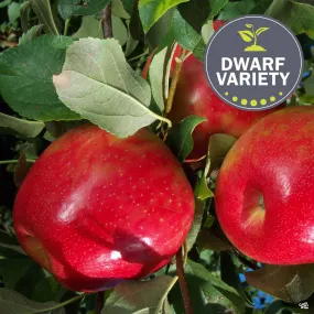 Apple 'Honeycrisp', Dwarf