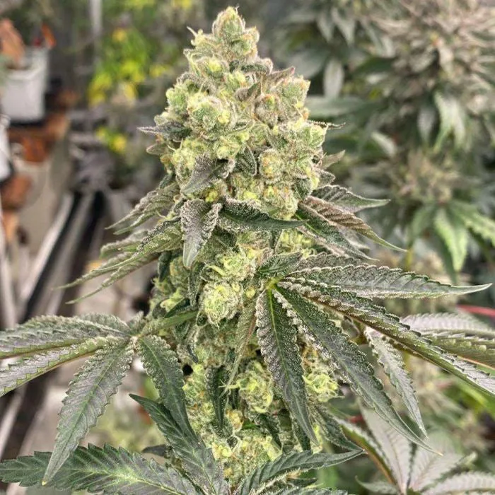 Karma Genetics - Apple B - Limited Edition